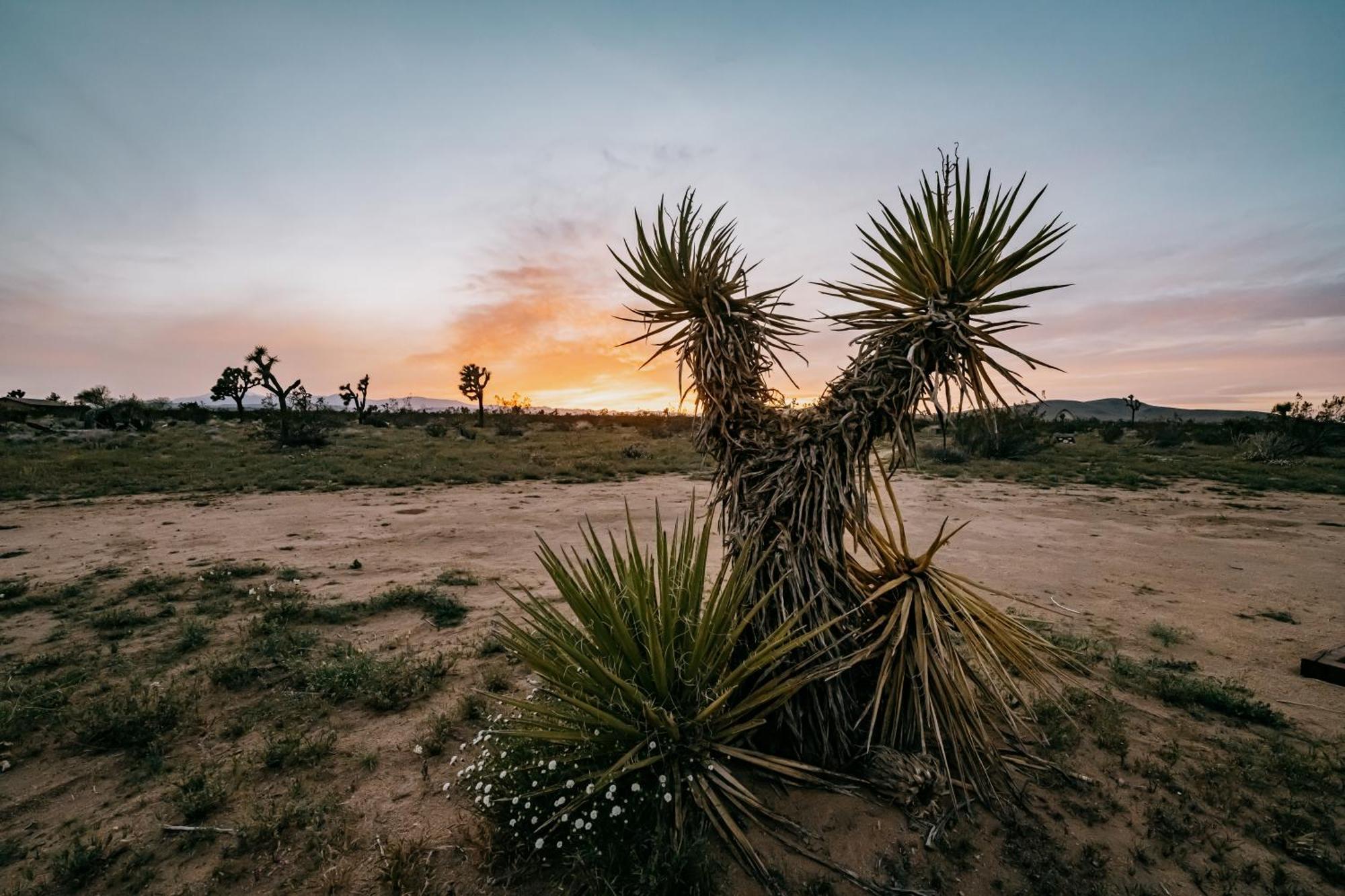 Vila Coyote Tracks - A Modern Desert Experience Joshua Tree Exteriér fotografie